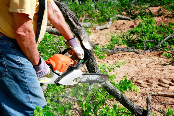 Reliable Mcallen, TX Tree Services Solutions